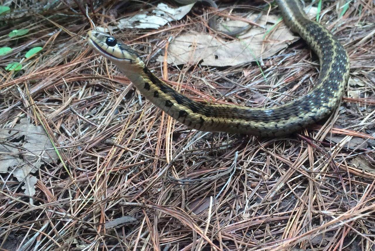 Thamnophis Fulvus (Bocourt, 1893)