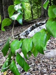 Monstera tuberculata