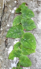 Monstera tuberculata