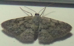 Idaea violacearia