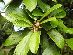 Coussapoa oligocephala