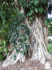 Coussapoa oligocephala