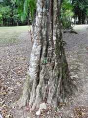 Pouteria campechiana