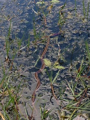Thamnophis fulvus