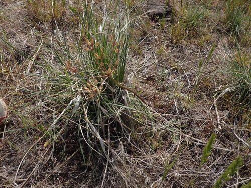 Image of Lomatium canbyi by (c) elik03, some rights reserved (CC BY)