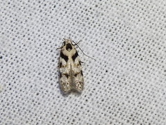 Pseudotelphusa palliderosacella