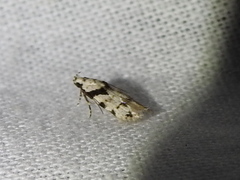 Pseudotelphusa palliderosacella