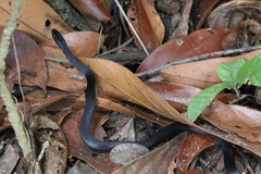 Cope's Antilles Snake