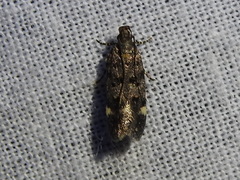 Chionodes bicostomaculella