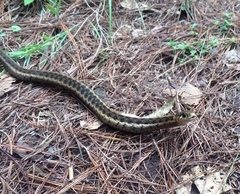Thamnophis fulvus