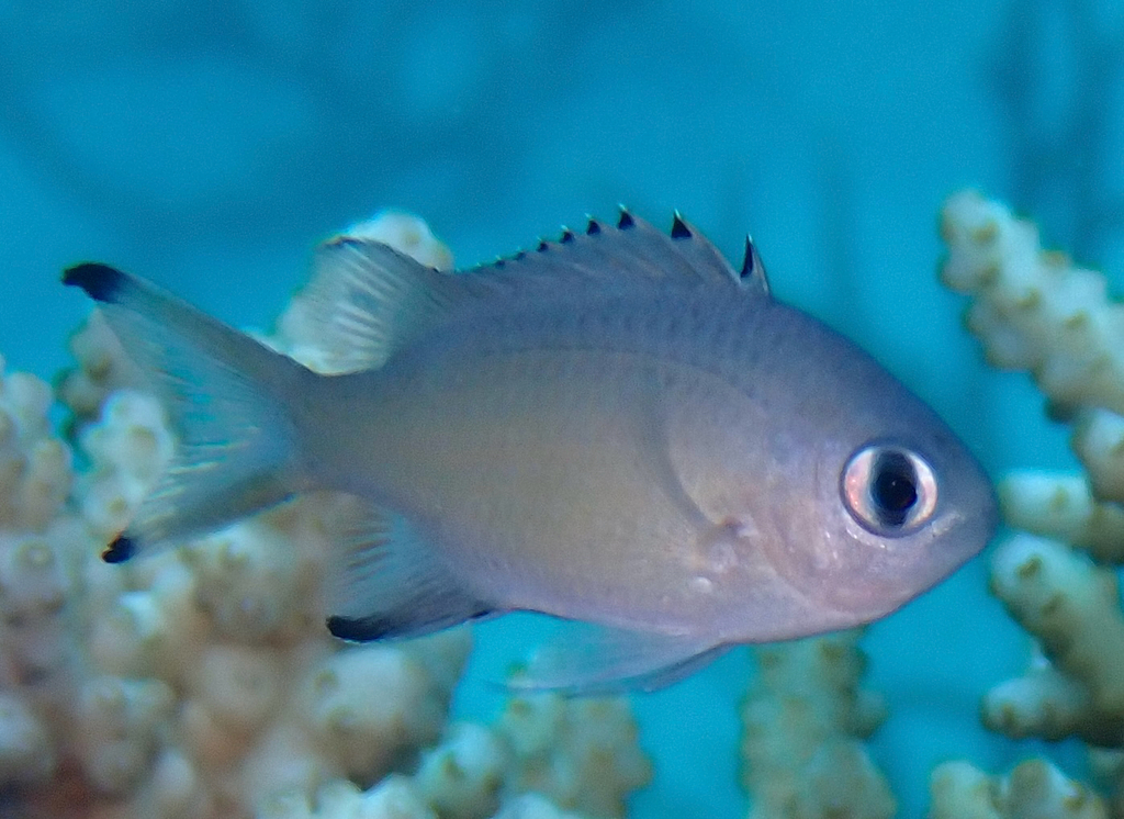 Brown chromis