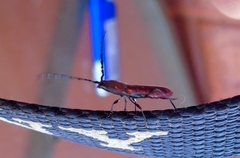 Assycuera rubella