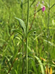 Dianthus longicalyx