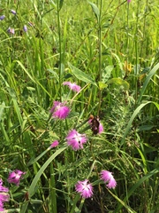 Dianthus longicalyx