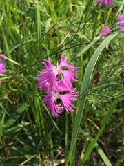 Dianthus longicalyx