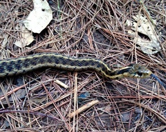 Thamnophis fulvus