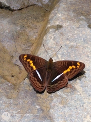 Adelpha olynthia