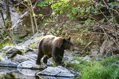 iNaturalist observation photo of American Black Bear
