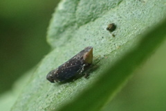 Scaphytopius loricatus