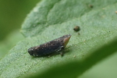 Scaphytopius loricatus