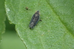 Scaphytopius loricatus