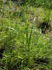 Rhynchospora macrostachya