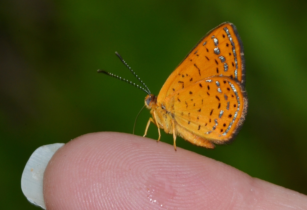 Calephelis muticum