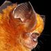 Noack's Roundleaf Bat - Photo (c) chrismeyer, some rights reserved (CC BY-NC)
