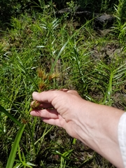 Rhynchospora macrostachya