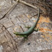 Teal Emo Skink - Photo (c) Michael Pennay, some rights reserved (CC BY-NC-ND), uploaded by Michael Pennay