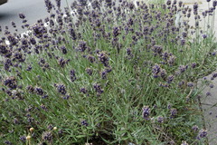Lavandula