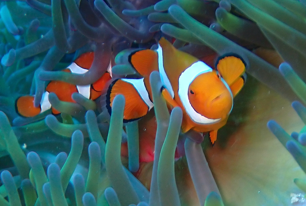 blackfinned clownfish