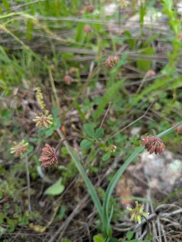 Trifolium carolinianum iNat (3)