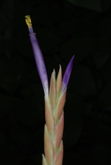 Tillandsia baileyi