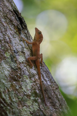 Anolis hispaniolae