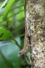 Anolis hispaniolae