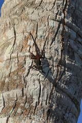 Anolis ignigularis