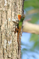 Anolis ignigularis