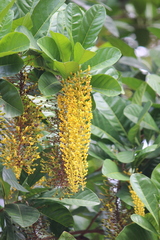 Lophanthera lactescens