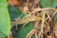 Calotes versicolor