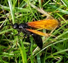 Calopompilus pyrrhomelas