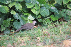 Streptopelia chinensis