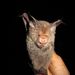 São Tomé Leaf-nosed Bat - Photo (c) chrismeyer, some rights reserved (CC BY-NC)