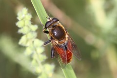 Polydontomyia curvipes