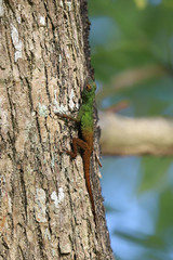 Anolis ignigularis