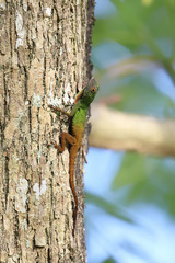 Anolis ignigularis