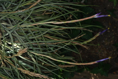 Tillandsia baileyi