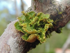 Crocodia