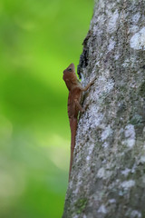 Anolis hispaniolae