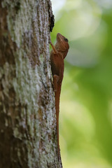 Anolis hispaniolae